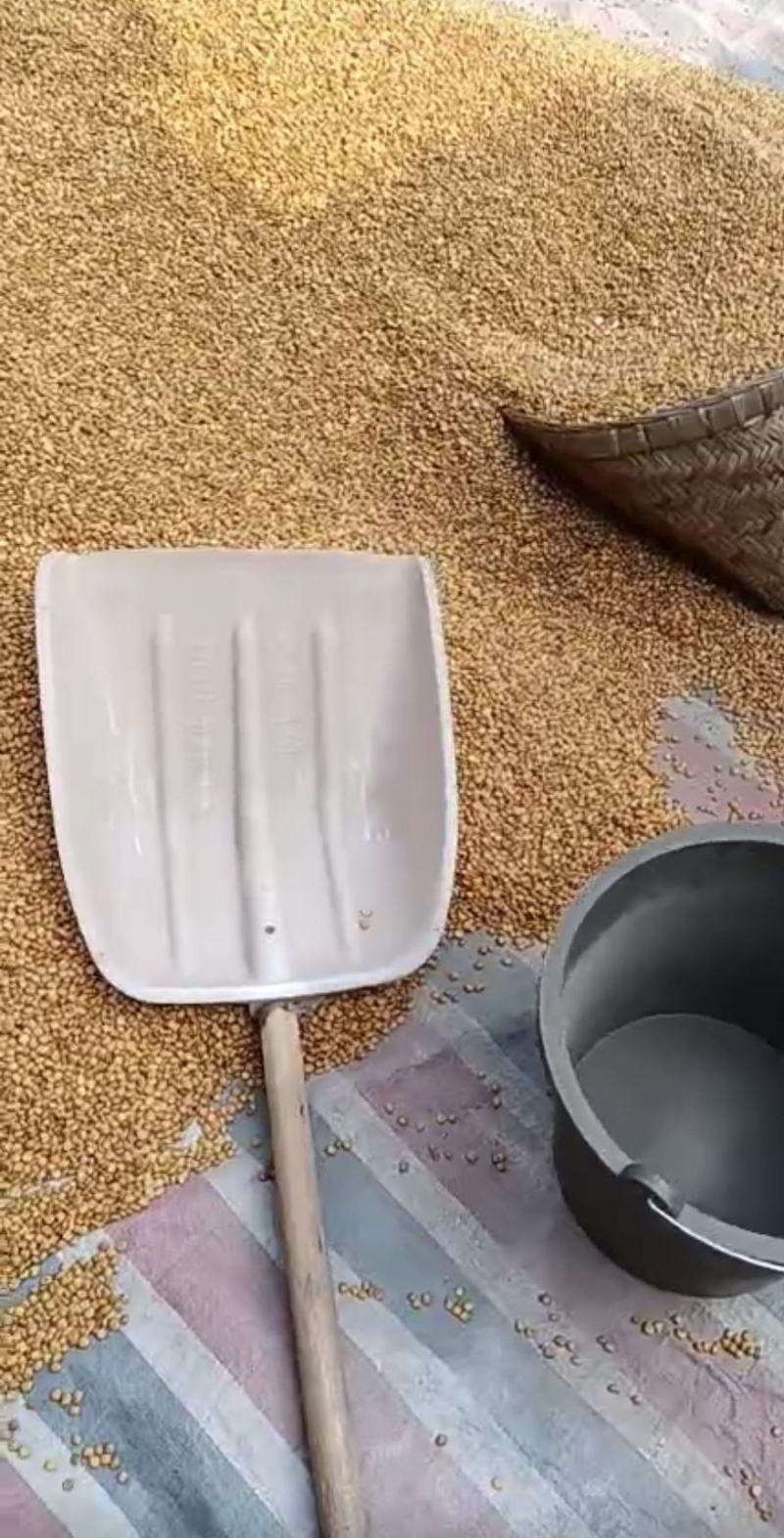地瓜种子牧马山地瓜种子改良早熟一号地瓜凉薯脆甜肉雪白
