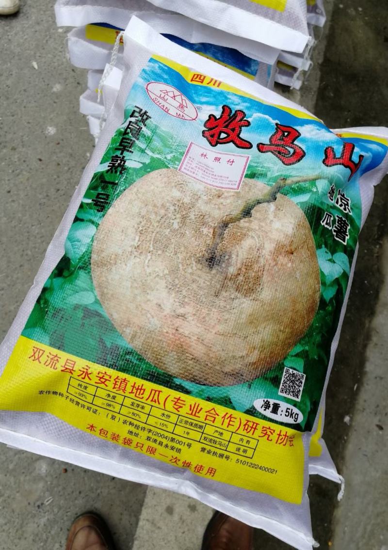 地瓜种子牧马山地瓜种子改良早熟一号地瓜凉薯脆甜肉雪白