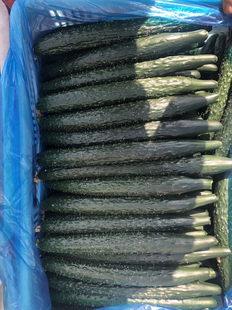 产地直供老王出品必出精品量大优惠可直接联系