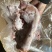 去骨卤猪蹄去大骨卤味十足一手货源价格美丽现货