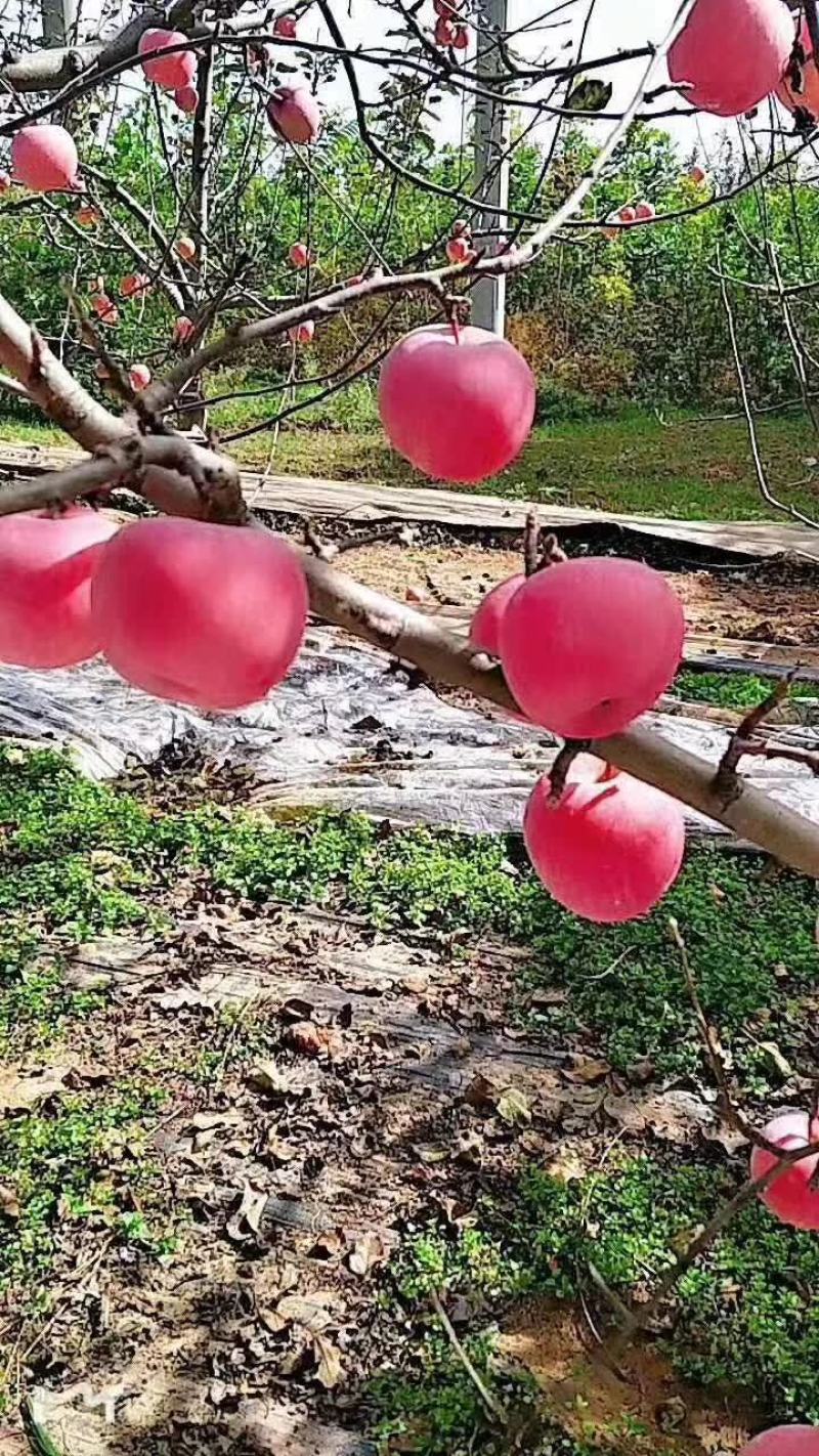 延安红富士产地直发冷库储存口感脆甜坏果包赔