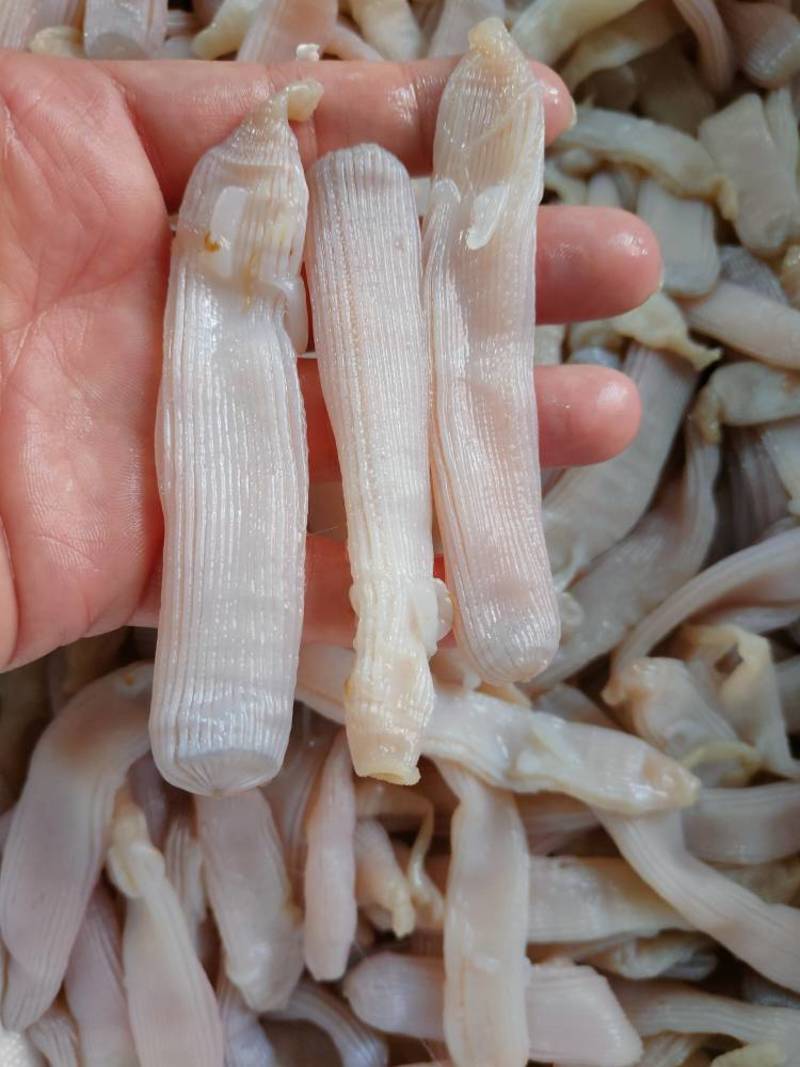 北海龙潭生沙虫个大肉厚品质佳优质的海鲜食材