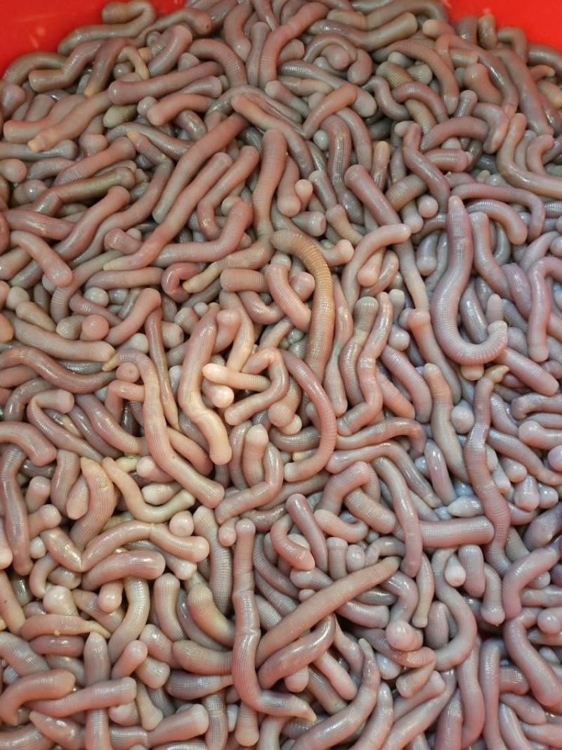 北海龙潭生沙虫个大肉厚品质佳优质的海鲜食材