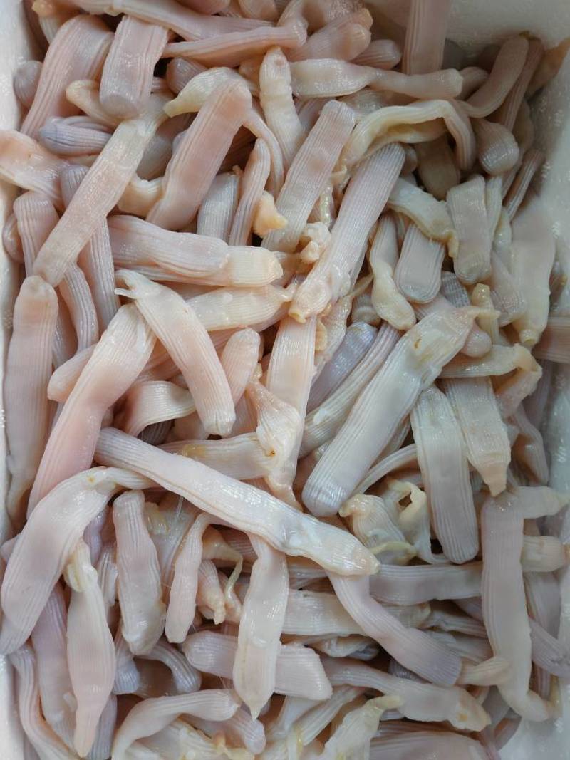 北海龙潭生沙虫个大肉厚品质佳优质的海鲜食材