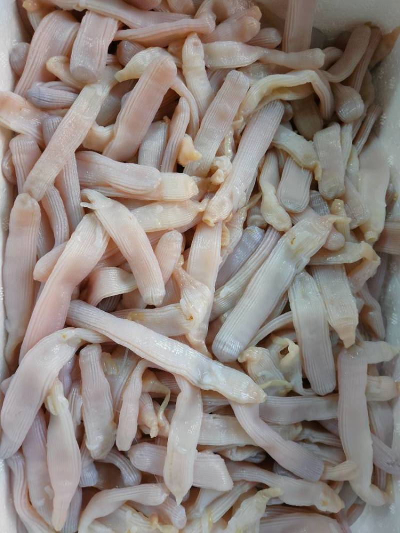 北海龙潭生沙虫个大肉厚品质佳优质的海鲜食材