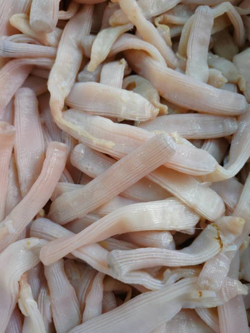 北海龙潭生沙虫个大肉厚品质佳优质的海鲜食材
