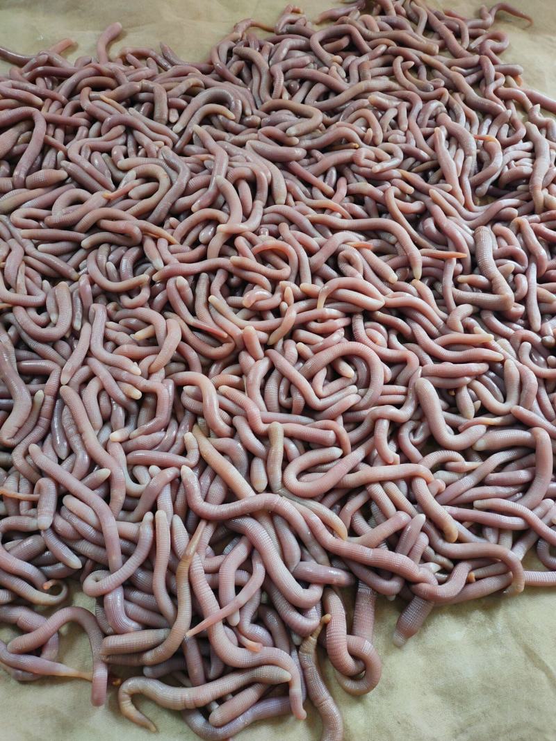 北海龙潭生沙虫个大肉厚品质佳优质的海鲜食材