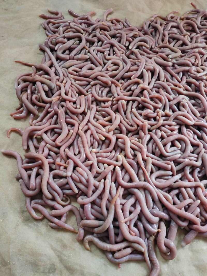 北海龙潭生沙虫个大肉厚品质佳优质的海鲜食材