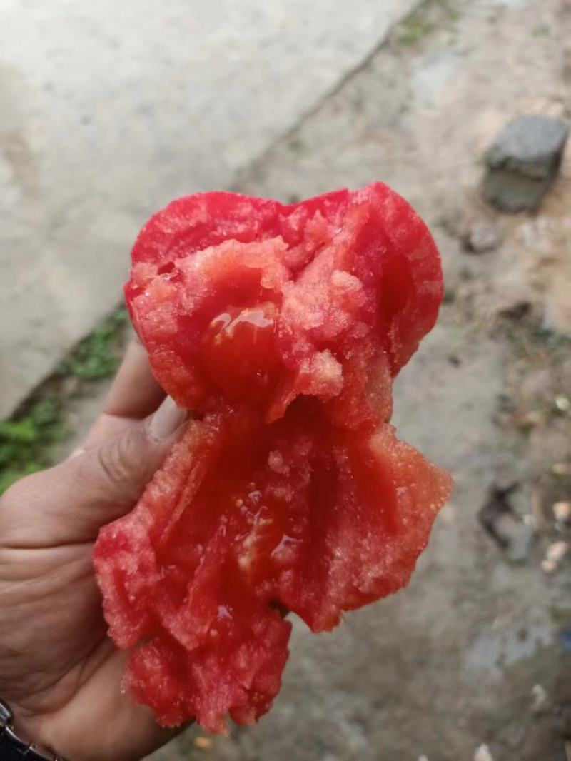 【推荐】普罗旺斯西红柿供货商超档口电商社区团购量大价优