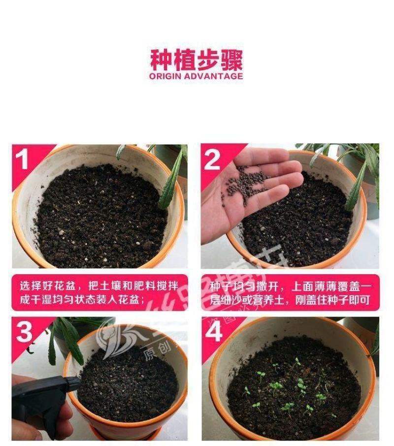 黑种草种子，景观绿化，花种子，四季播种花卉种子批发