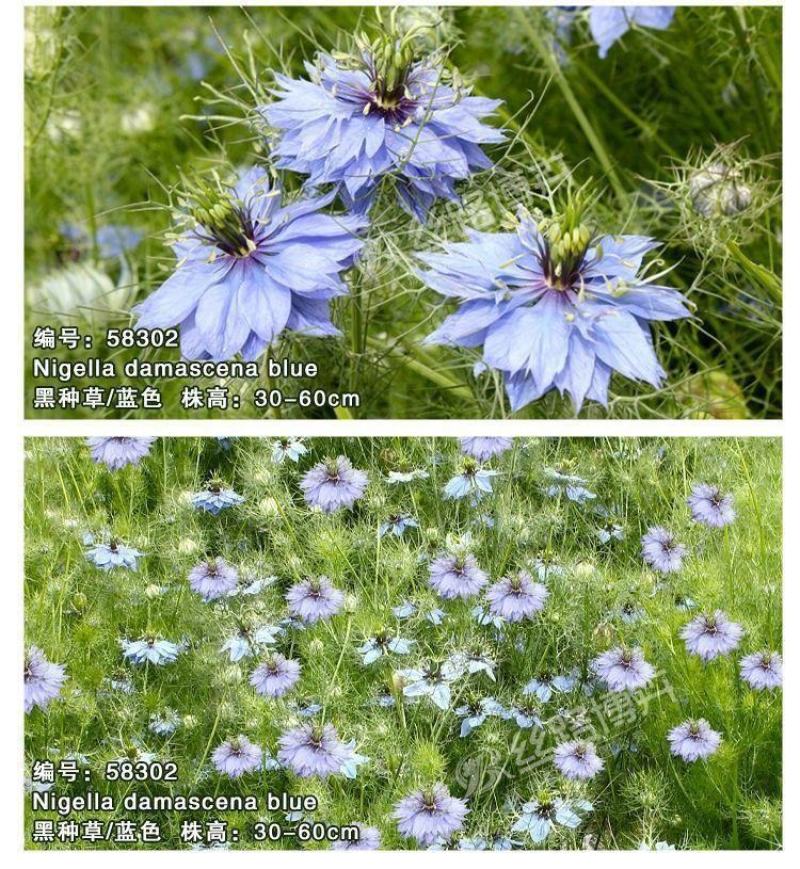 黑种草种子，景观绿化，花种子，四季播种花卉种子批发