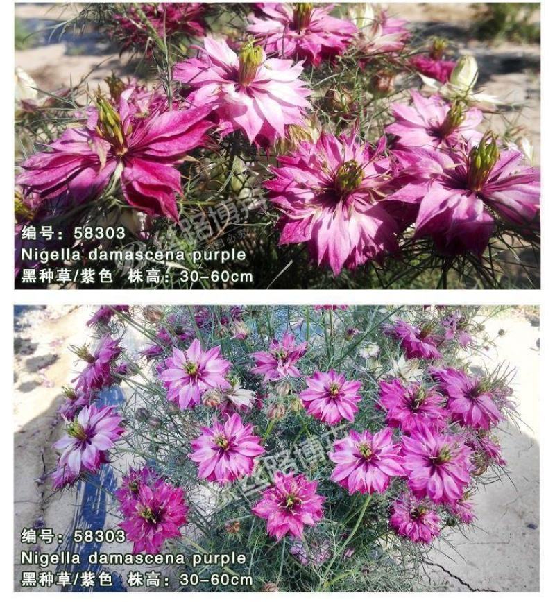 黑种草种子，景观绿化，花种子，四季播种花卉种子批发