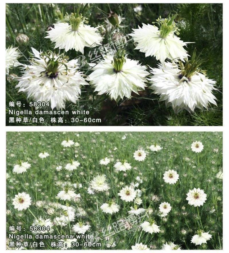 黑种草种子，景观绿化，花种子，四季播种花卉种子批发