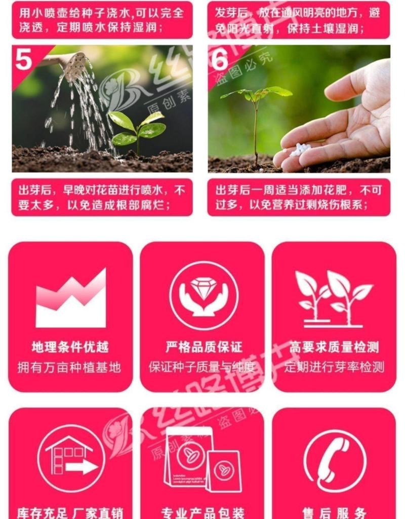 黑种草种子，景观绿化，花种子，四季播种花卉种子批发