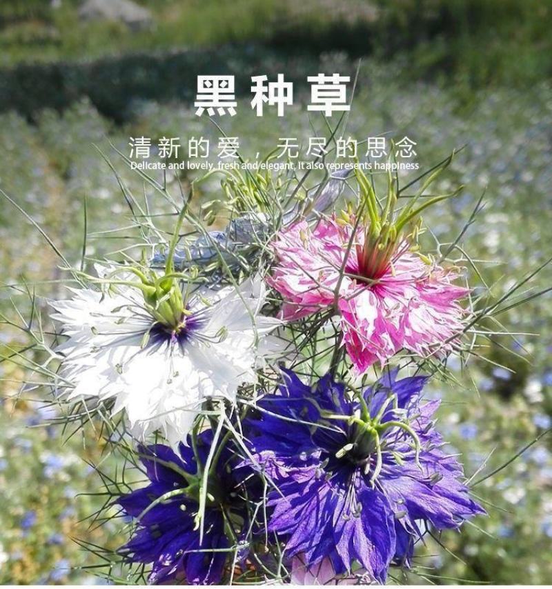 黑种草种子，景观绿化，花种子，四季播种花卉种子批发