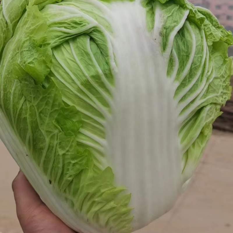 精品白菜新乡小包东京868白菜产地直发欢迎咨询