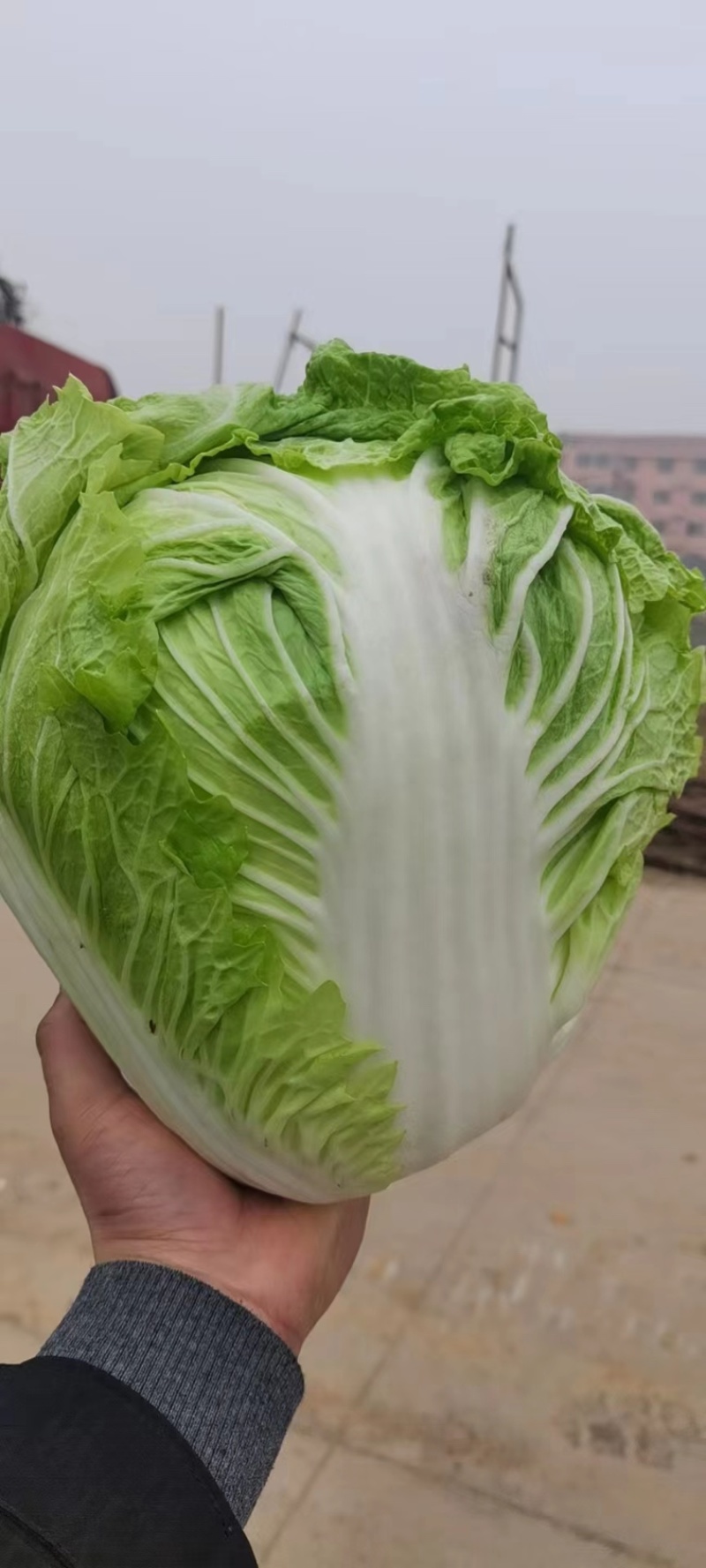 精品白菜新乡小包东京868白菜产地直发欢迎咨询
