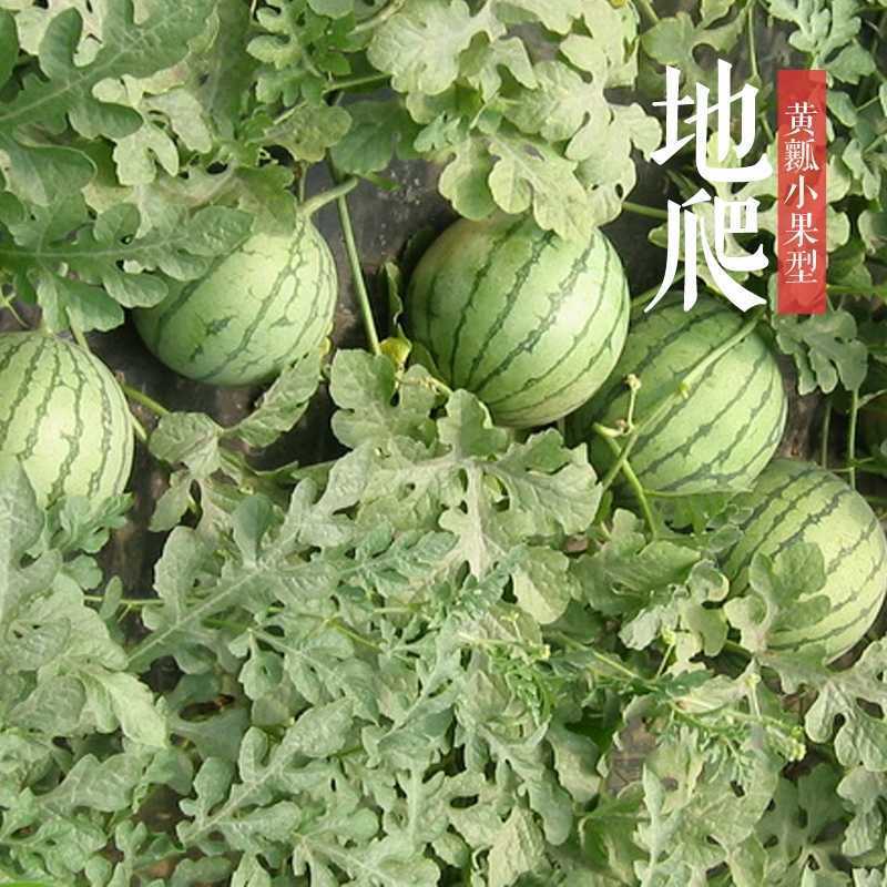 农友小兰苗农友小兰西瓜苗直播苗嫁接苗免费技术指导包回收