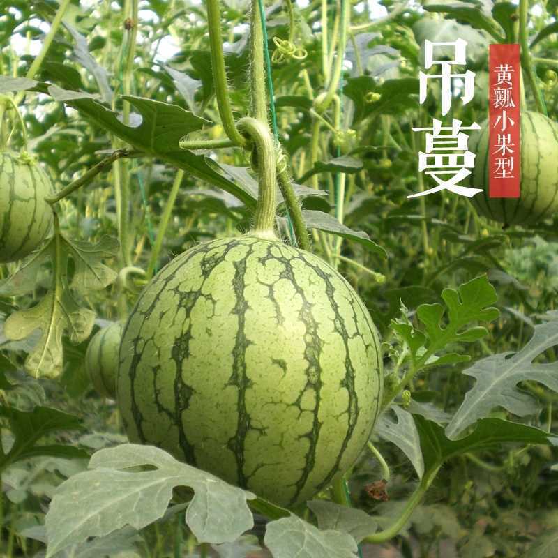农友小兰苗农友小兰西瓜苗直播苗嫁接苗免费技术指导包回收
