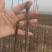 秋月梨树苗基地现挖现发无黑根无根瘤带合同发货
