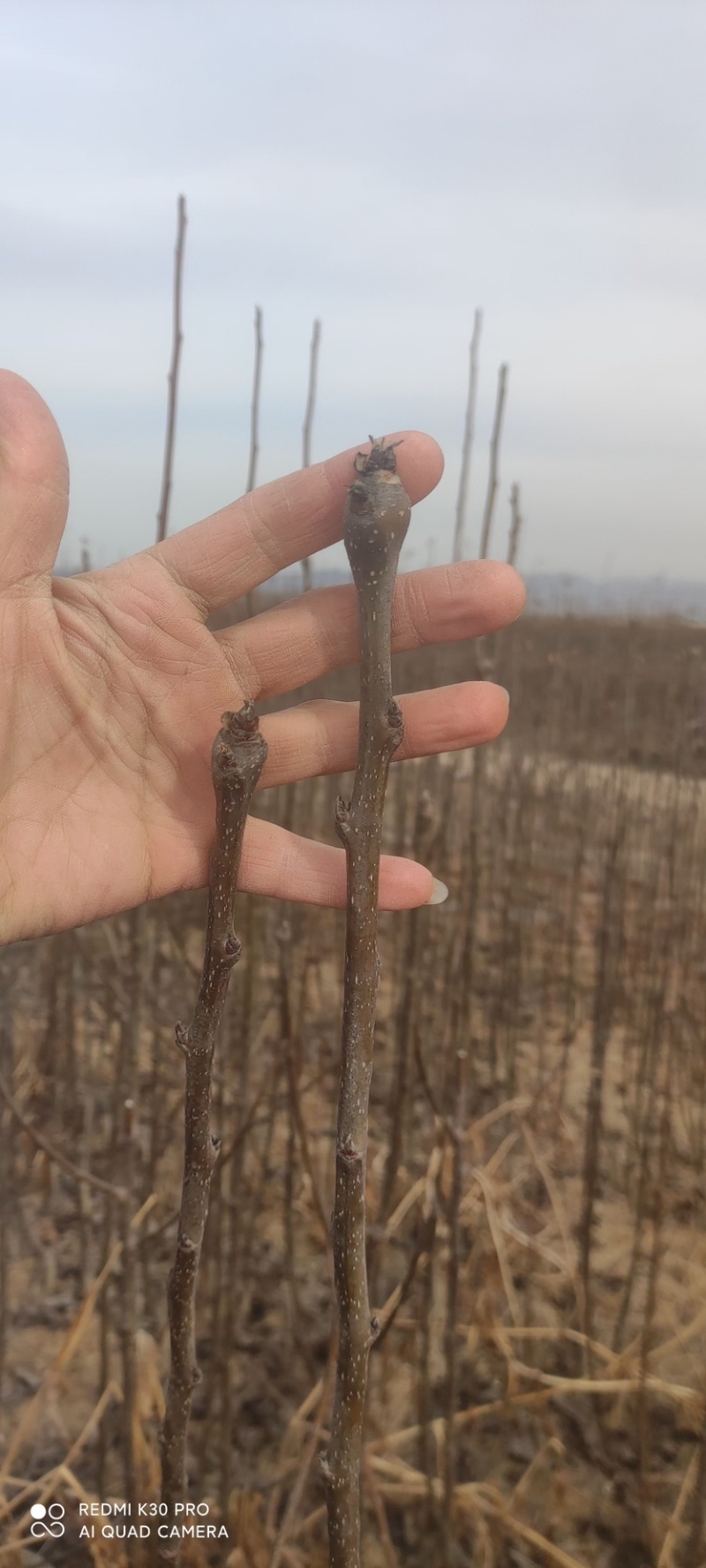 秋月梨树苗基地现挖现发无黑根无根瘤带合同发货
