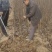 秋月梨树苗基地现挖现发无黑根无根瘤带合同发货