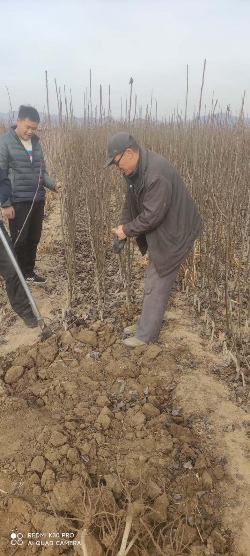 秋月梨树苗基地现挖现发无黑根无根瘤带合同发货