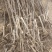 秋月梨树苗基地现挖现发无黑根无根瘤带合同发货