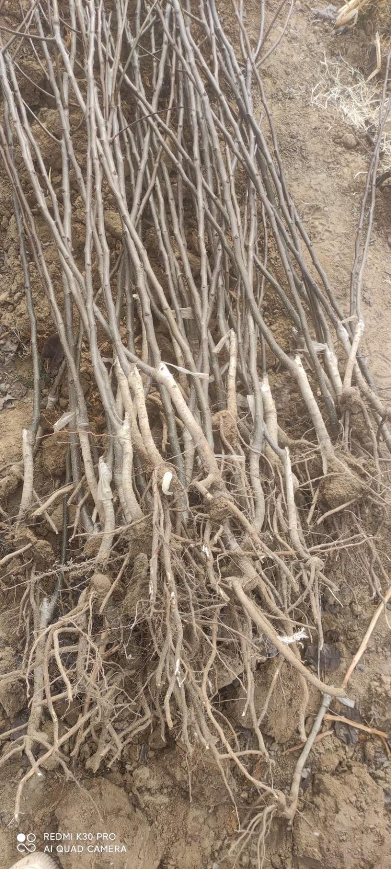秋月梨树苗基地现挖现发无黑根无根瘤带合同发货
