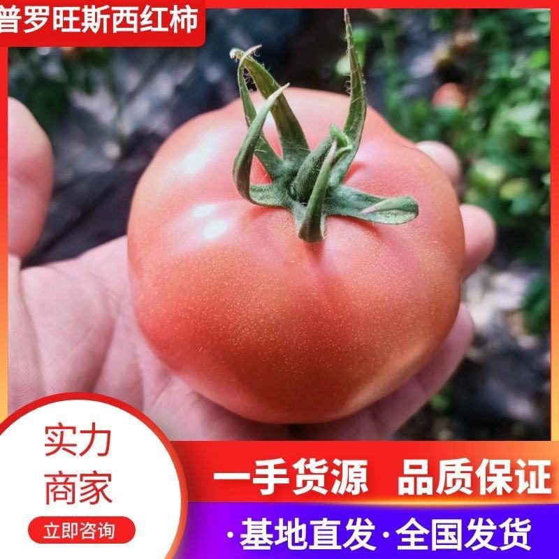 【推荐】普罗旺斯西红柿供货商超档口电商社区团购量大价优
