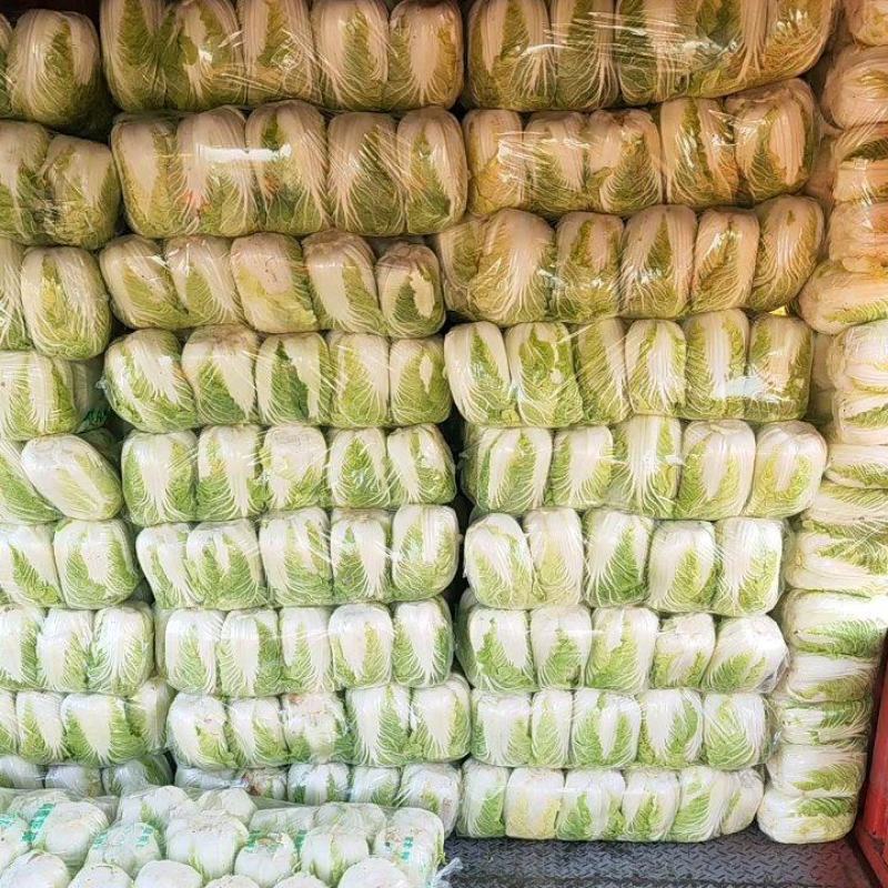 新野县原产地精品黄心大白菜大量上市！颜色鲜绿！