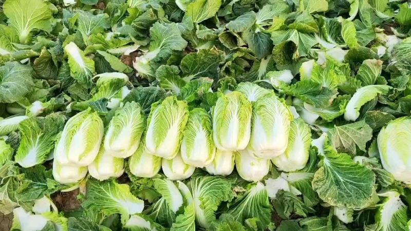 新野县原产地精品黄心大白菜大量上市！颜色鲜绿！