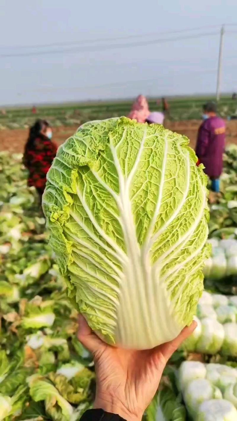 新野县原产地精品黄心大白菜大量上市！颜色鲜绿！