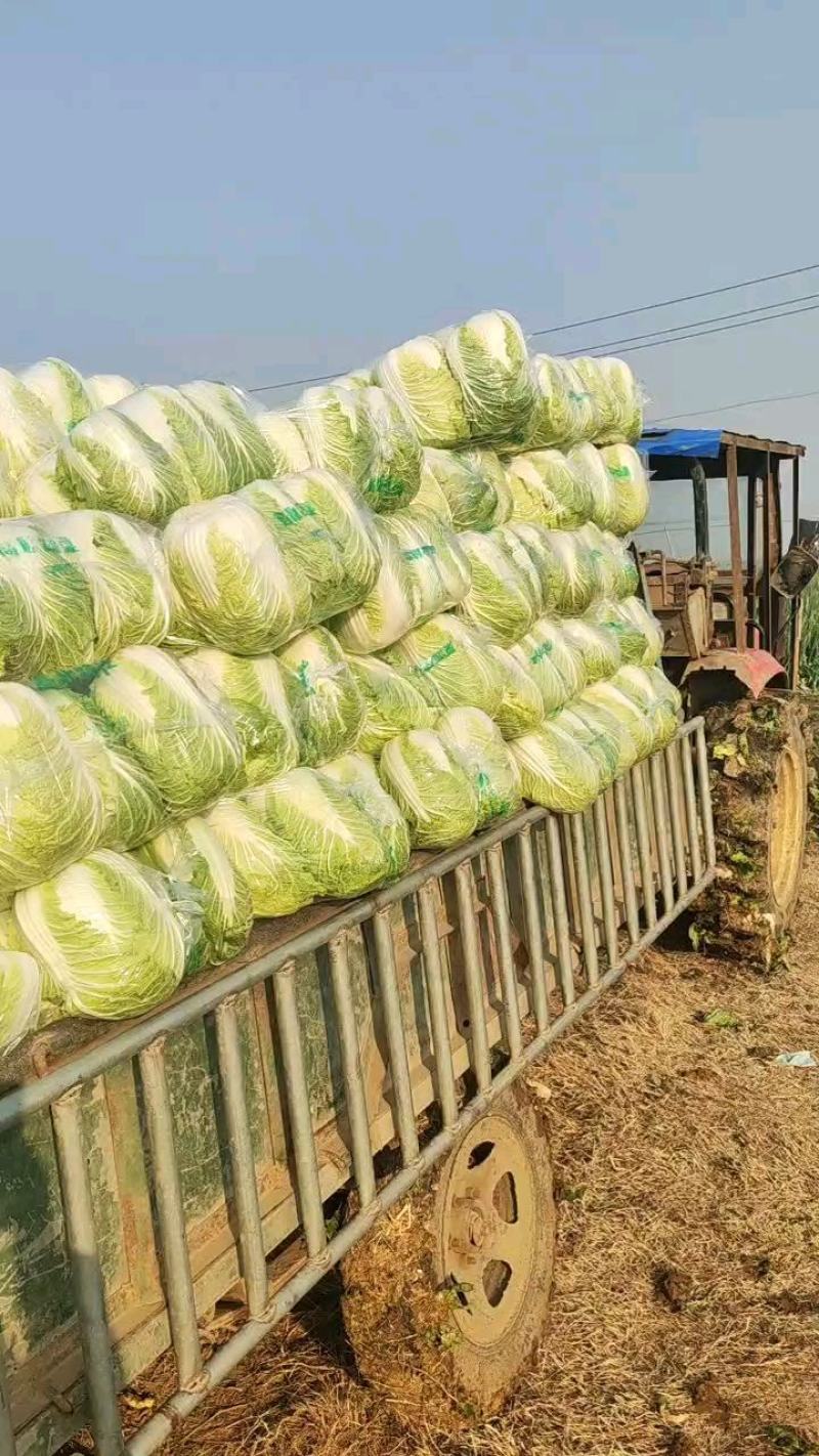 新野县原产地精品黄心大白菜大量上市！颜色鲜绿！