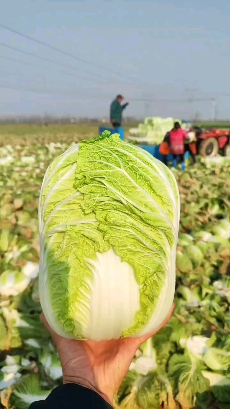 新野县原产地精品黄心大白菜大量上市！颜色鲜绿！