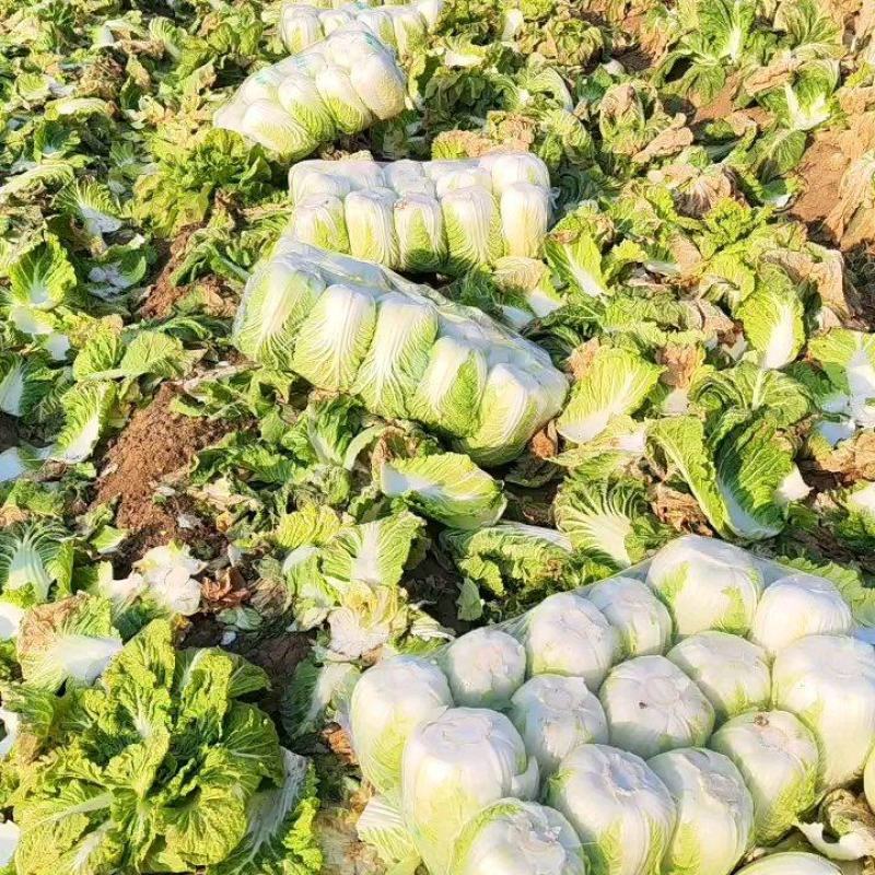 新野县原产地精品黄心大白菜大量上市！颜色鲜绿！