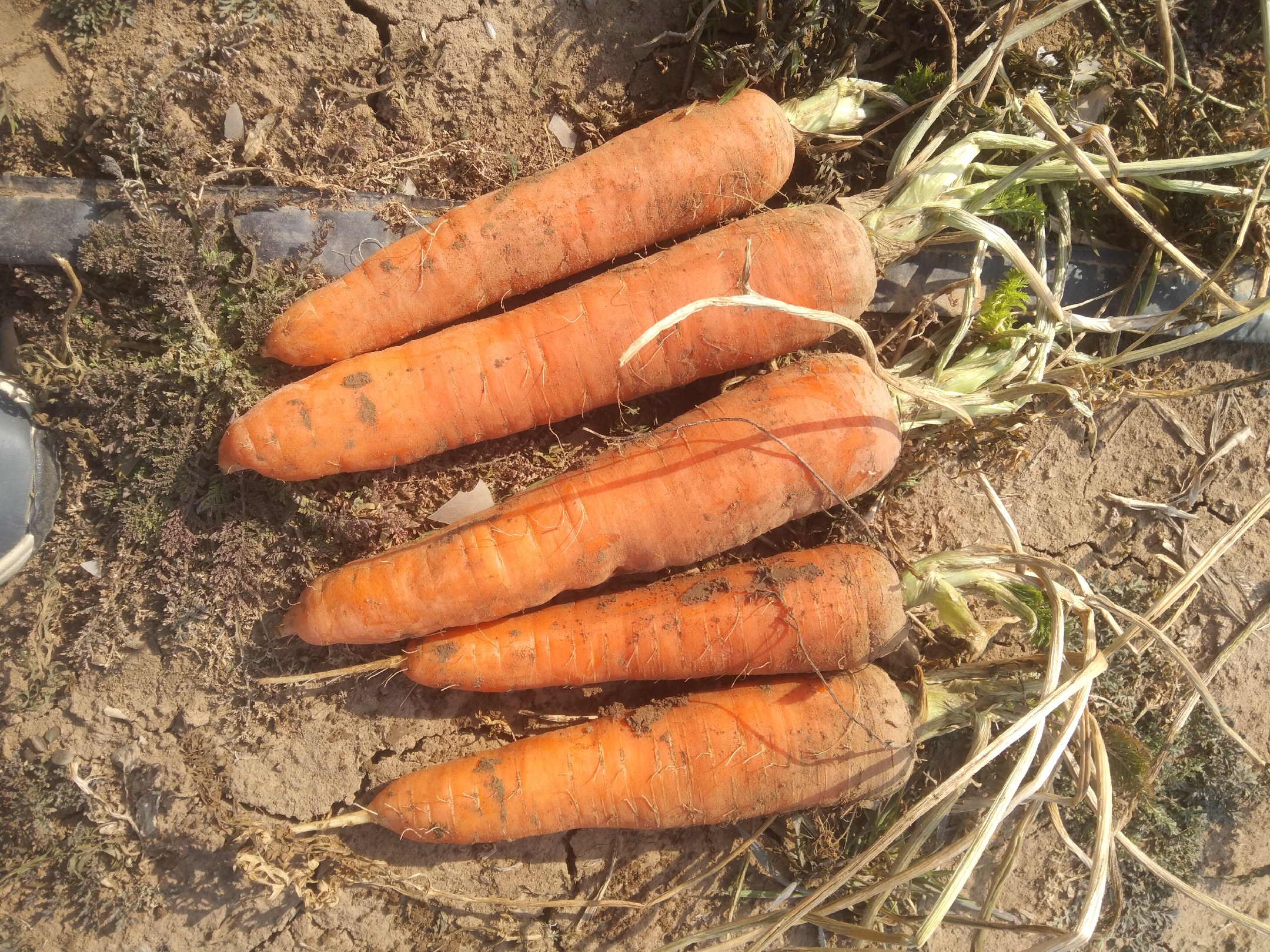 胡萝卜放置在阴凉通风处进行常温储藏 胡萝卜常温储藏