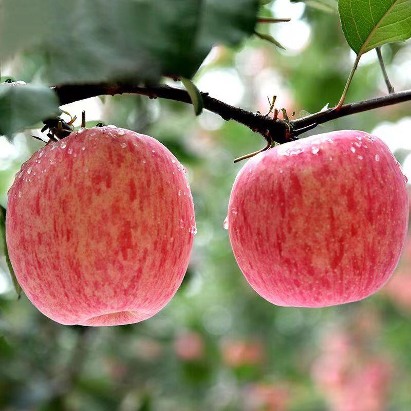【新鲜采摘】红富士苹果心丑苹果当季新鲜水果整箱批发10斤