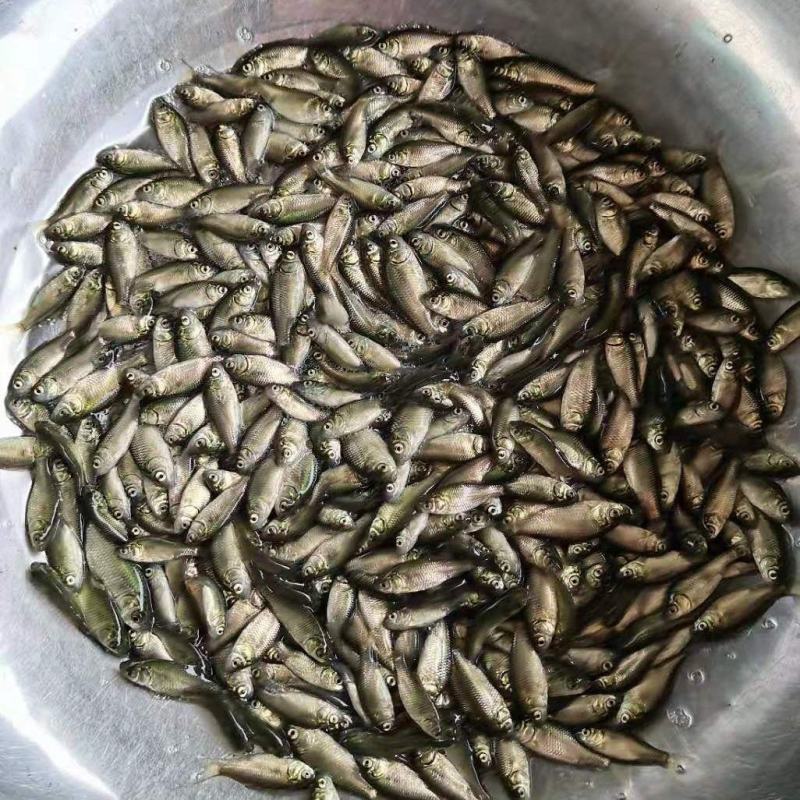 大量供应中科五号鲫鱼苗工程鲫湘云鲫彭泽鲫