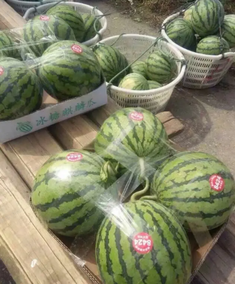 东台美都西瓜甜度高果型正品质保证基地直发一手货源