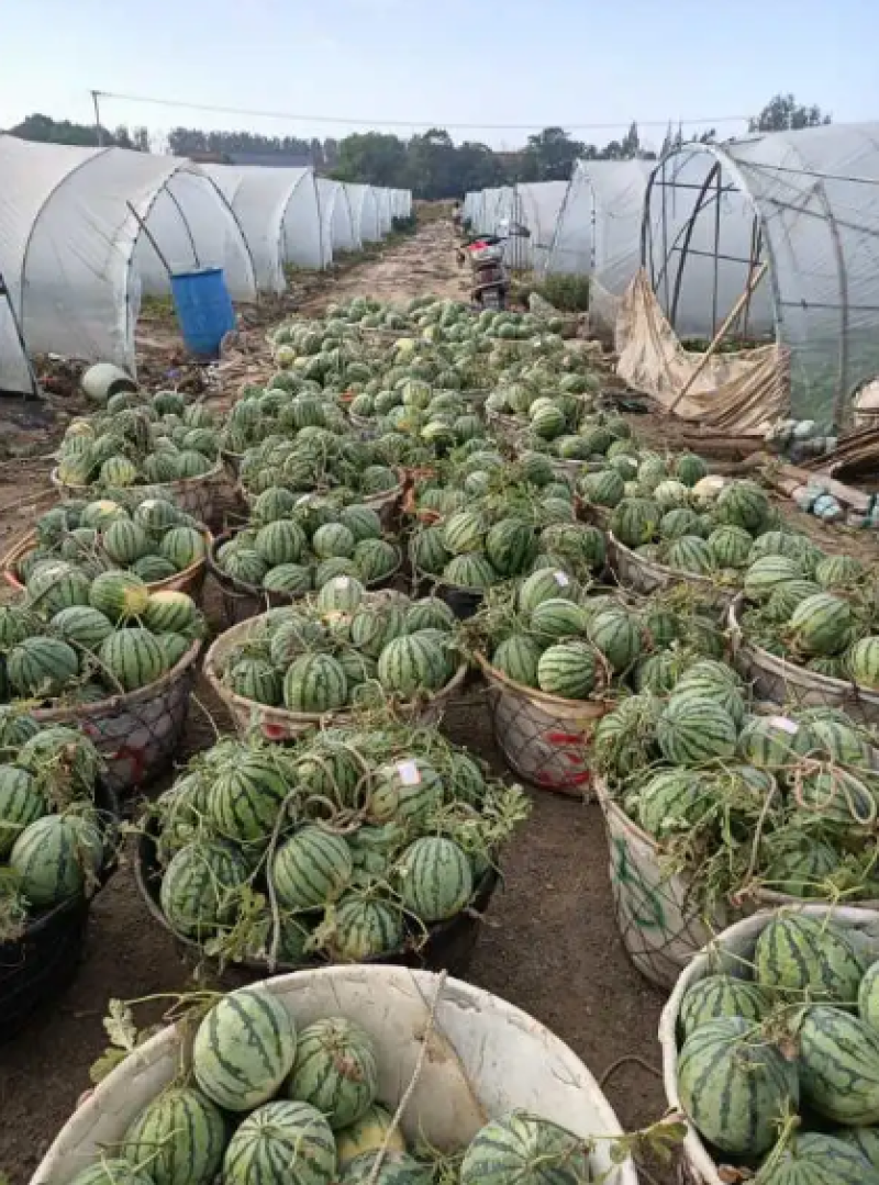 东台美都西瓜甜度高果型正品质保证基地直发一手货源
