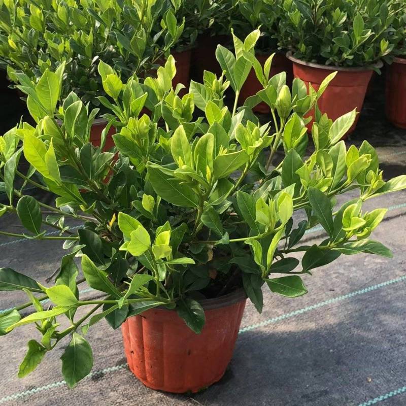 易养活四季常绿的栀子花带花苞（现拍）各种规格