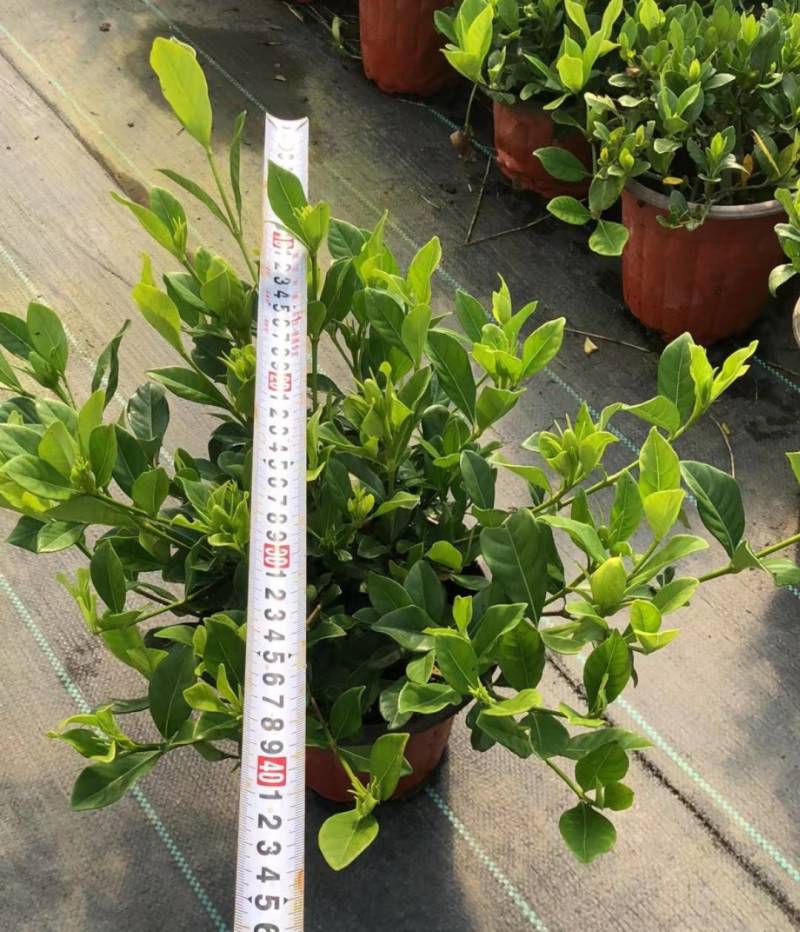 易养活四季常绿的栀子花带花苞（现拍）各种规格