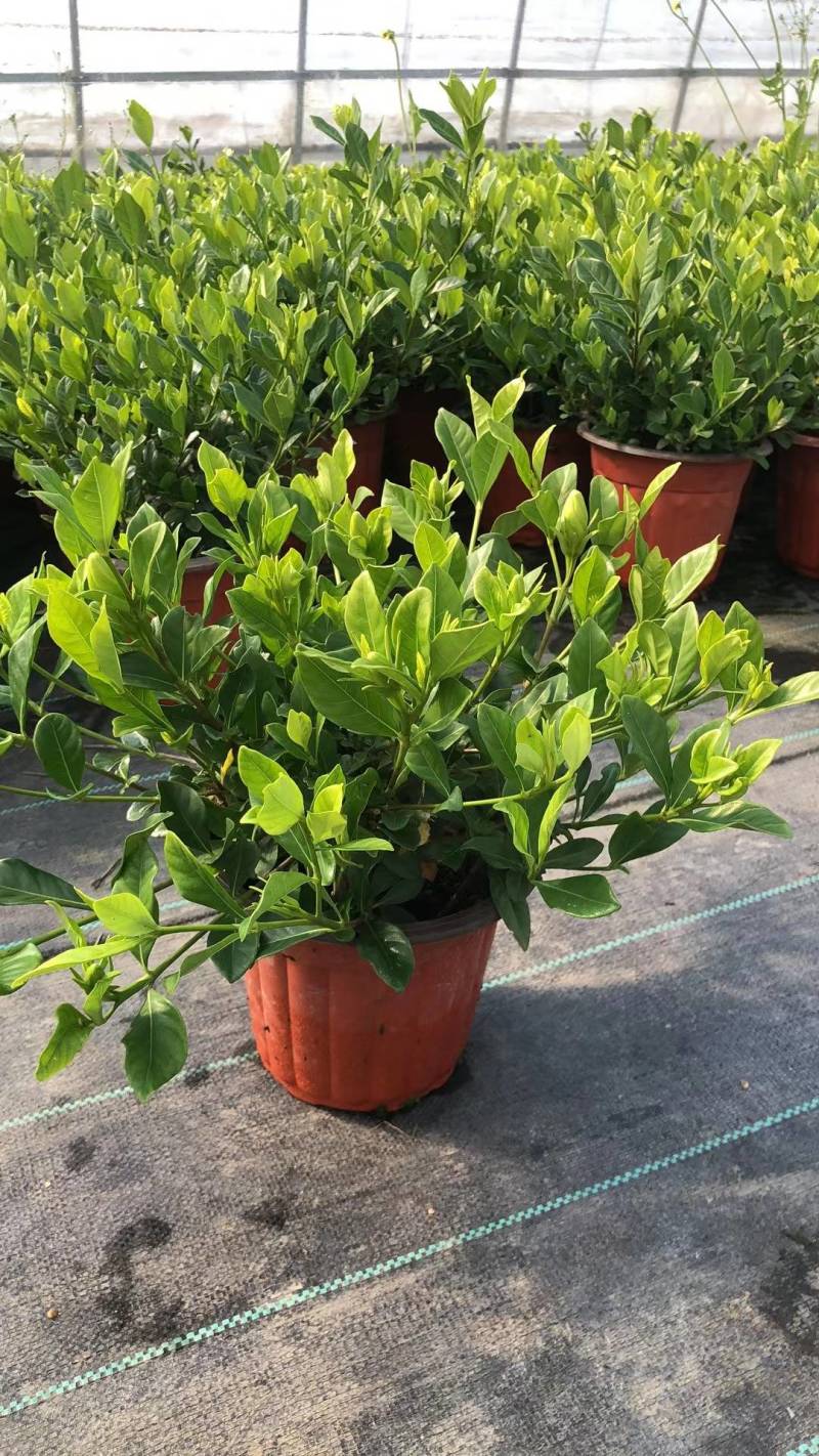 易养活四季常绿的栀子花带花苞（现拍）各种规格