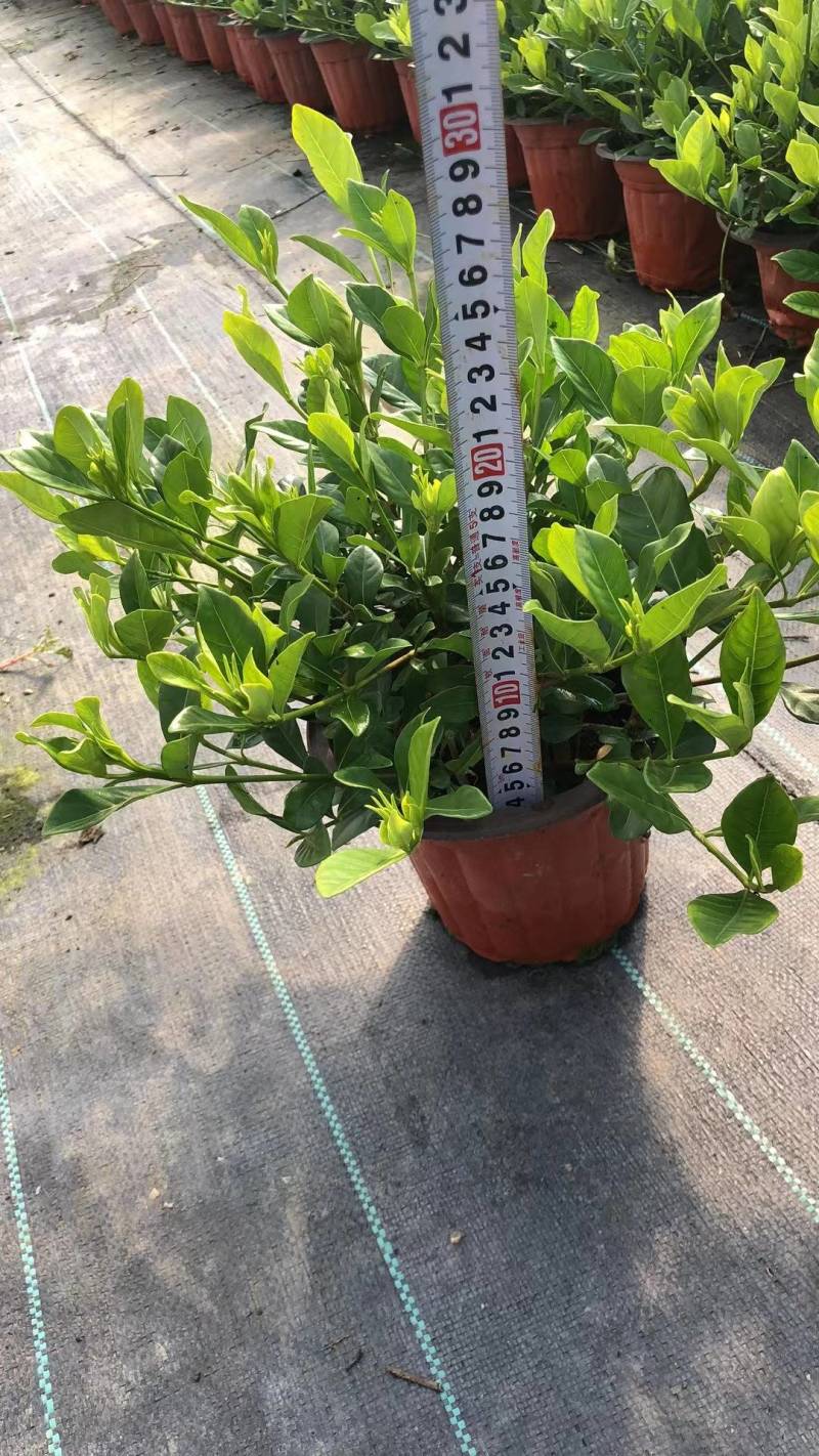 易养活四季常绿的栀子花带花苞（现拍）各种规格