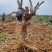 出售自家基地8-13公分云南紫三角梅桩，健康无病虫害