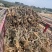 出售自家基地8-13公分云南紫三角梅桩，健康无病虫害