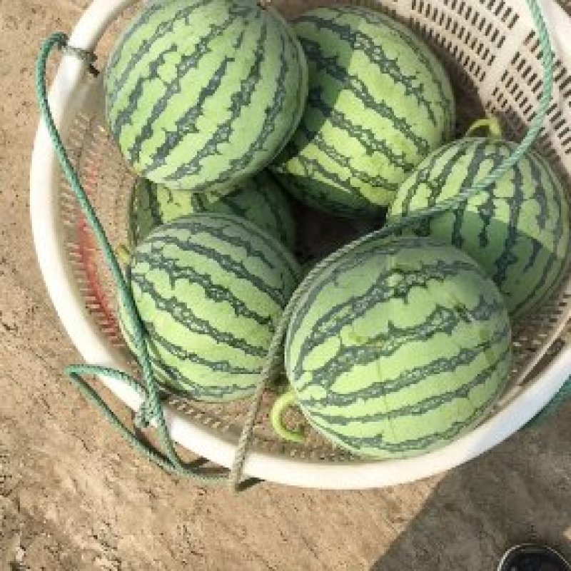 东台8424西瓜个头均匀口感甜基地直供可视频看货