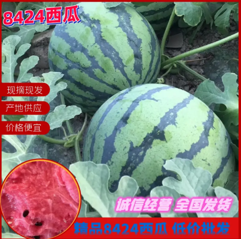 东台8424西瓜个头均匀口感甜基地直供可视频看货