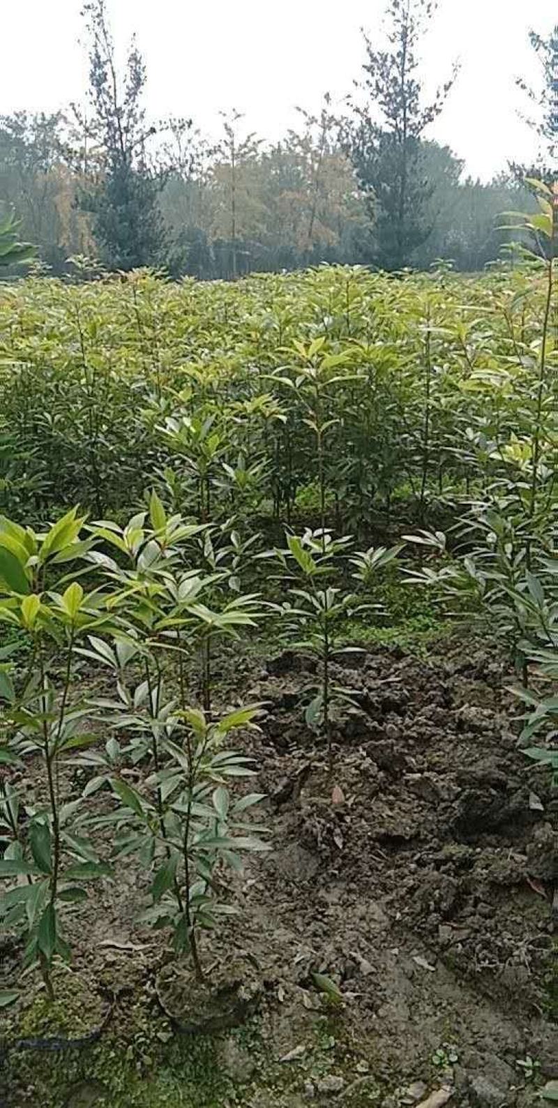 小叶桢楠杯苗、金丝楠木杯苗、成都楠木树苗价格